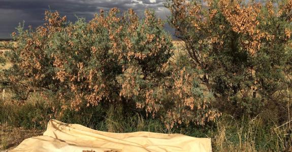Acacias prêts pour la récolte